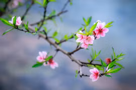 Tháng Chạp
