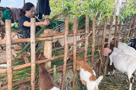 Đak Đoa: Mô hình nông hội phát huy hiệu quả