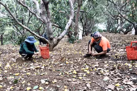 Đức Cơ đầu tư phát triển cây điều theo hướng bền vững