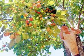 Thứ trái đặc sản này đang chín vàng, chín đỏ ở Lâm Đồng, vườn nào cũng xôn xao kẻ ra người vào