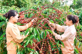 Giá cà phê trong nước giảm 500 đồng/kg