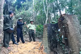 Khẩn trương làm rõ vụ phá rừng Kbang