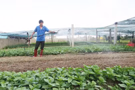 Rau quê lên phố