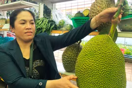 Thu tiền tỷ nhờ trồng xen cây ăn quả trong vườn cà phê