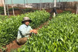Triển khai kế hoạch trồng rừng năm 2020: Khó khăn đủ bề