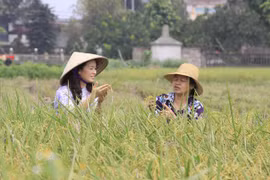 Gạo Việt trước "giờ G" tìm đường sang EU