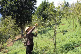 Đak Nông: Vợ chồng U70 lên rừng trồng 20 ha măng tre 4 mùa