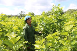Chư Sê: Trồng dâu nuôi tằm công nghệ cao