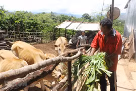 Phát triển kinh tế-xã hội vùng đồng bào dân tộc thiểu số và miền núi