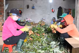 Đắk Lắk: Trồng vải chín sớm, nông dân không sợ ế, thu 500 triệu đồng/ha