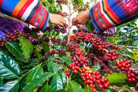 Giá cà phê hôm nay 28/6: Robusta tăng, trong nước có thể đạt 45 triệu đồng/tấn