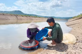 Lao xao mùa hến
