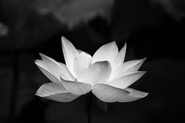 LỜI CẢM TẠ
