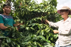 Chư Sê hỗ trợ hơn 275 triệu đồng cho người dân trồng tái canh cà phê