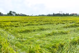 Quảng Ngãi: Xin chuyển hơn 26 ha đất lúa làm dự án khu đô thị