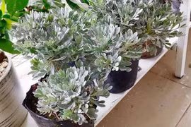 Loại cây cảnh quăng quật đâu cũng sống, rất "được lòng" giới cây cảnh bonsai lại là loài thảo dược rất quý