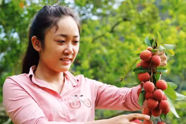 Rừng vải cổ thụ sai trĩu quả giữa đảo Cát Bà