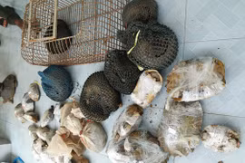 Bắt quả tang vụ vận chuyển trái phép ĐV hoang dã từ Lào về VN