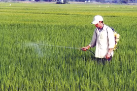 Gia Lai: Phòng-chống rầy nâu và bệnh vàng lùn trên cây lúa