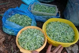 Món đặc sản nhộng sâu muồng là tuyệt phẩm Tây Nguyên mùa này