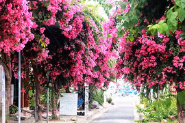 Con đường 200 m trồng 60 cây hoa giấy ở Nha Trang