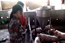 Mô hình tổ liên kết chăn nuôi heo siêu nạc