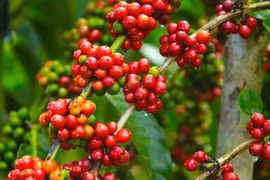 Giá cà phê ở Gia Lai giảm thêm 100 đồng/kg