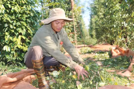 Giá hồ tiêu trong nước thấp nhất từ đầu năm đến nay