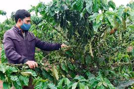 Những mùa cà phê "vàng" trên đất Gia Lai