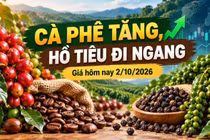 Giá cà phê, hồ tiêu hôm nay 2/10: Cà phê tăng mạnh, tiêu đứng giá