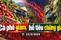 Giá cà phê, hồ tiêu hôm nay 23/9: Cà phê giảm mạnh, tiêu có nơi mất 500 đồng