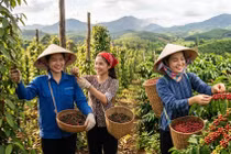 Giá cà phê, hồ tiêu hôm nay 9/9: Cà phê tăng mạnh, giá tiêu đứng cao