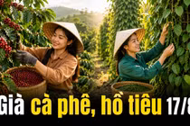Giá cà phê hôm nay 17/8 tăng trở lại, hồ tiêu tiếp tục đi ngang