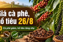 Giá cà phê, hồ tiêu hôm nay 26/8: Cà phê giảm, giá tiêu đi lên
