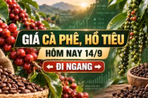 Giá cà phê, hồ tiêu hôm nay 14/9: Hai mặt hàng cùng đi ngang