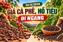 Giá cà phê, hồ tiêu hôm nay 30/9: Cả hai mặt hàng đều ổn định giá
