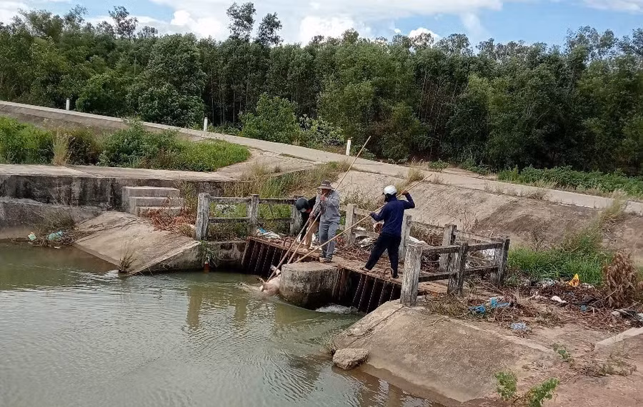 cong-nhan-xi-nghiep-thuy-loi-v-vot-xac-heo-chet-tap-vao-luoi-chan-tren-kenh-tuoi-van-phong-qua-xa-binh-an-va-binh-hiep-anh-xncc.jpg