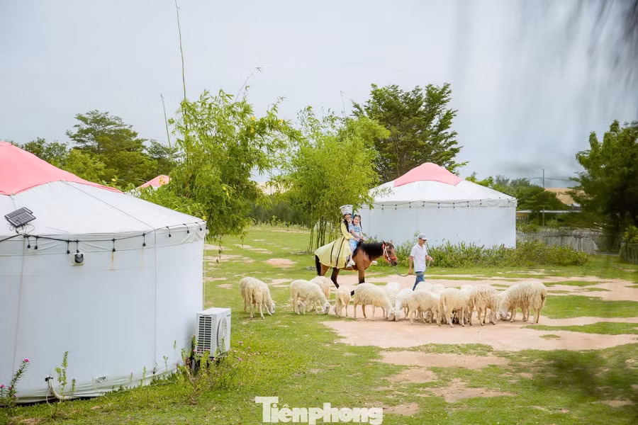 Từ xa nhìn lại, cả khu trại giống như một ngôi làng nhỏ giữa thảo nguyên. Những thong thả gặm cỏ trên triền cát tạo nên bức tranh thiên nhiên vừa hoang sơ vừa sinh động.