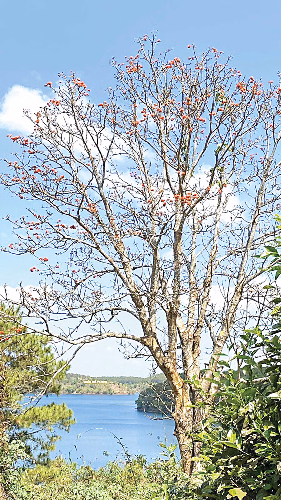 cao-nguyen-pleiku-bg2.jpg
