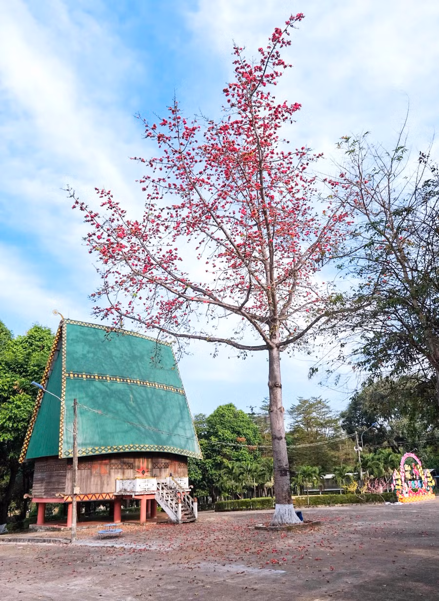 Cây pơ lang nở hoa rực rỡ tại Công viên xã Đức Cơ.