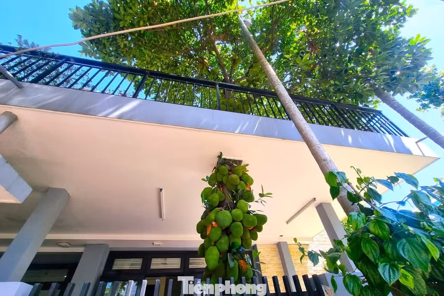 Những ngày qua, cây mít nhà bà Dương Thị Xuân ở đường An Hòa 12 (phường Cẩm Lệ, thành phố Đà Nẵng ) bất ngờ "gây sốt" mạng xã hội nhờ thế mọc độc lạ. Cây xuyên thẳng qua mái bê tông trước sân, vươn cao quá tầng hai và tỏa bóng mát cả góc nhà.