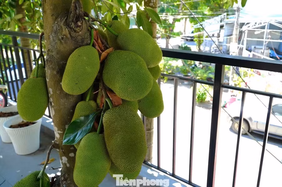 Chủ nhà quá yêu cây mít đã làm hẳn bài thơ: "Mít chi mít lạ mít lùng/ Ngồi trên hiên mái còn đùm đàn con/ Giành nhau bú chút sữa non/ Rứa mà mẹ mít đẩy lăn ra ngoài..."
