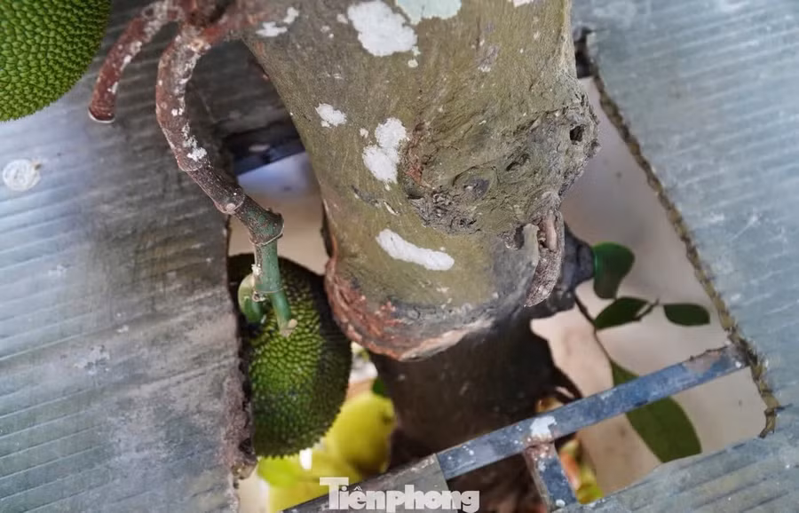 Ô trống trên mái vẫn thoải mái cho cây phát triển.