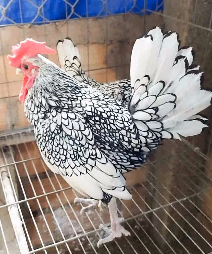 Giống gà đại cát, còn gọi là gà vảy cá, với bộ lông rất đẹp được trang trại anh Tín nhân nuôi để bán kiểng