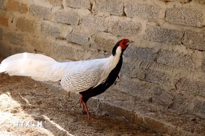 Gà lôi trắng được nuôi nhốt thử nghiệm tại Khu bảo tồn thiên nhiên Pù Hu, Thanh Hóa. (Ảnh: Nguyễn Nam-TTXVN)