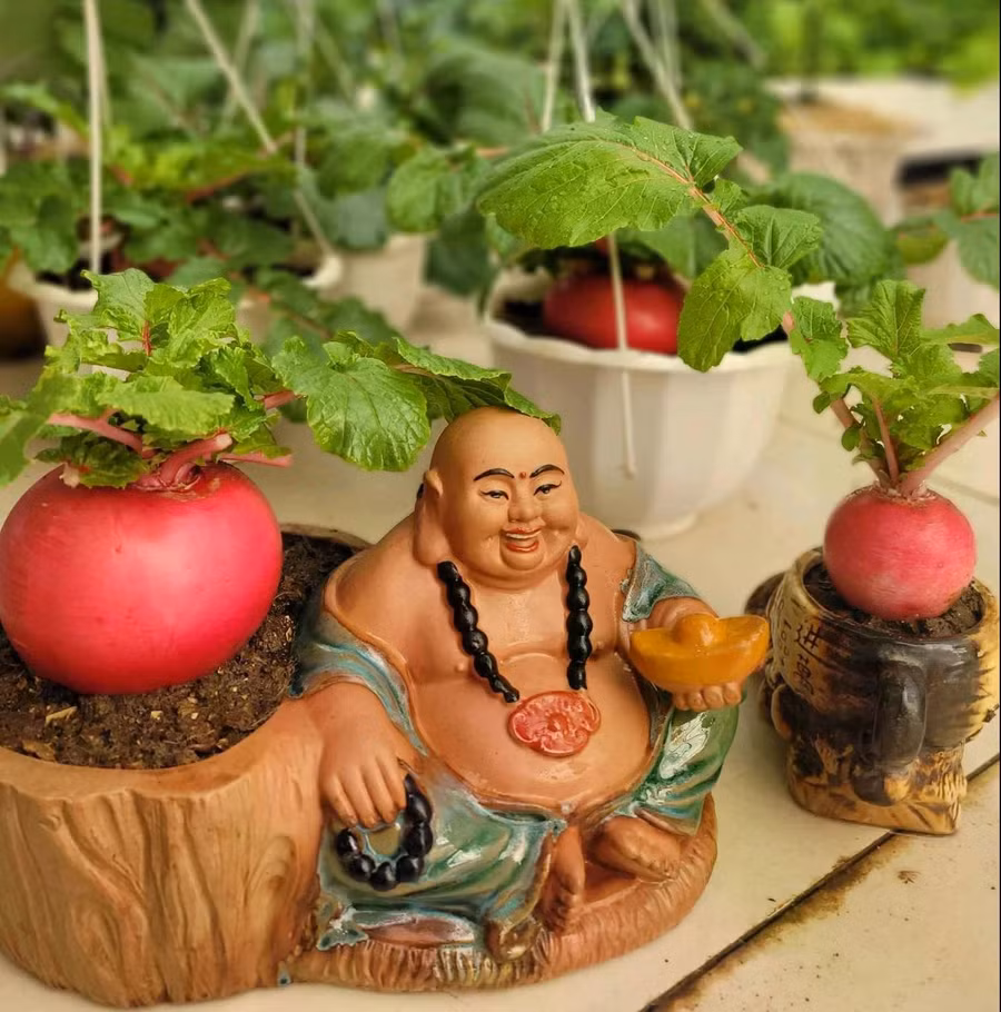 Củ cải đỏ thần tài đang được nhiều người yêu thích vào dịp tết. ẢNH: NGÔ HƯƠNG