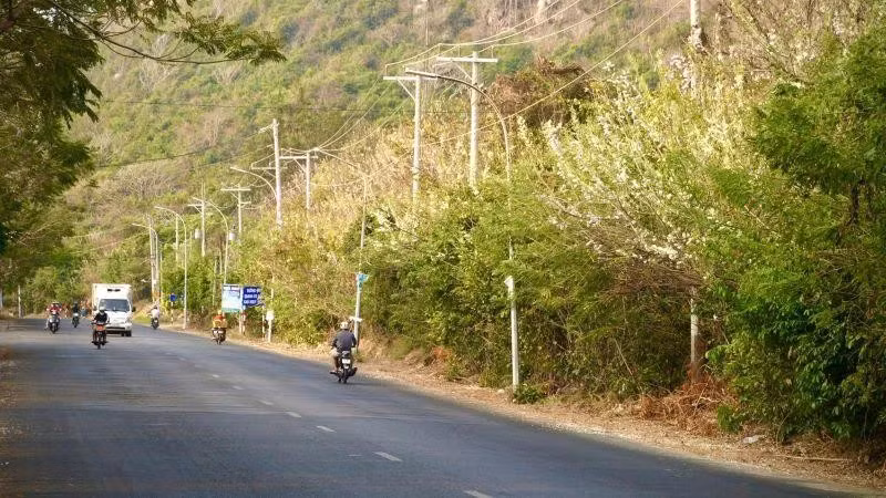 tet-nay-ve-ba-ria-vung-tau-ngam-hoa-anh-dao-khoe-sac-dd.jpg