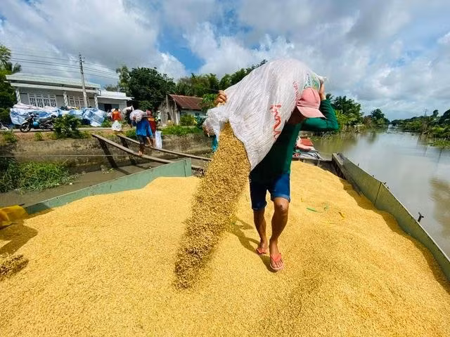 Giá gạo Việt Nam thấp nhất thế giới trong khi vụ lúa lớn nhất trong năm đang vào đợt thu hoạch. ẢNH: CÔNG HÂN