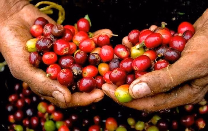 gia-ca-phe.jpg