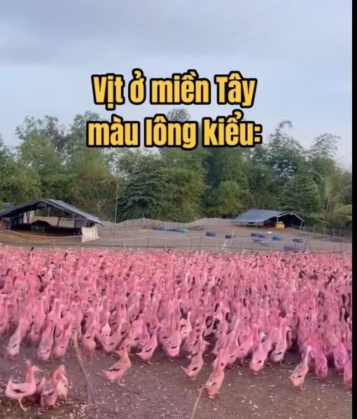 Đoạn clip anh Kiệt chia sẻ về đàn vịt màu hồng thu hút cả triệu lượt xem